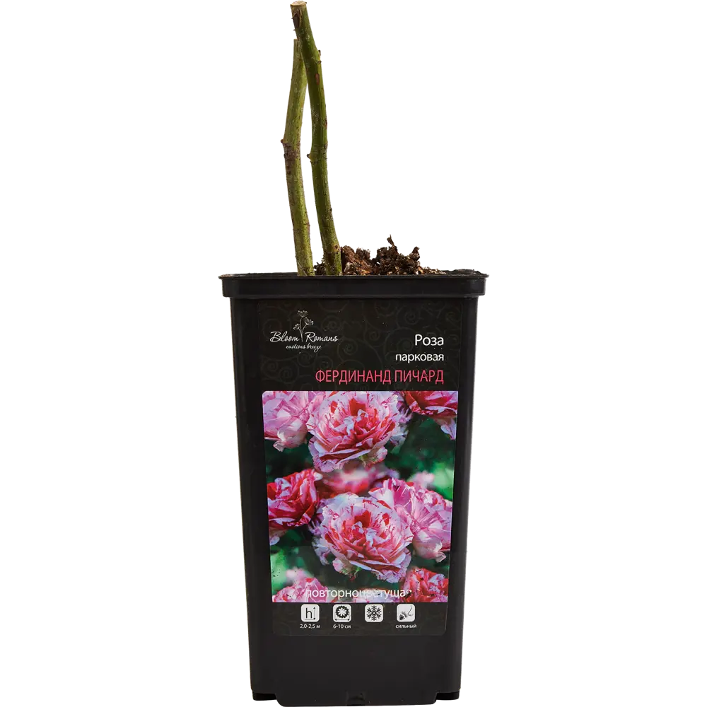 Santreyd Парковая роза микс - изысканное украшение сада 84721377 STLM-0054018