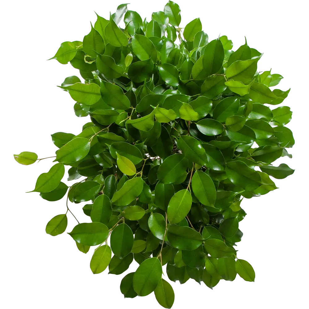 Фикус "Экзотика решетка" 24x100 см Santreyd STLM-2092837 - Вид №1