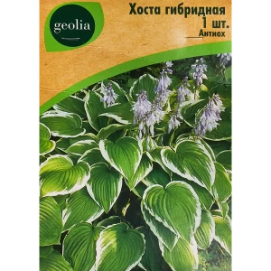 Хоста гибридная Антиох 86408581 STLM-2184720