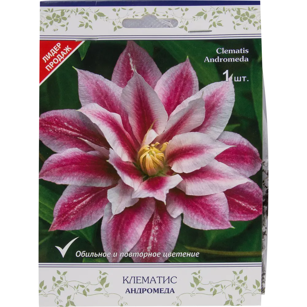 Клематис крупноцветковый Андромеда в капере 82527497 STLM-2065687 Santreyd 