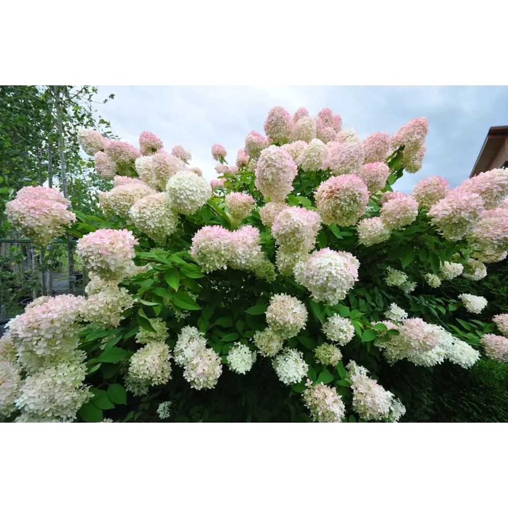 Гортензия метельчатая Грандифлора ø22 h40 см 89421391 STLM-2123588 PLANTMARKET 