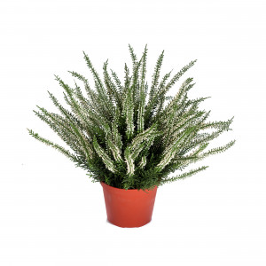 2000983229434 Эрика (вереск) 35 см COSMO RED