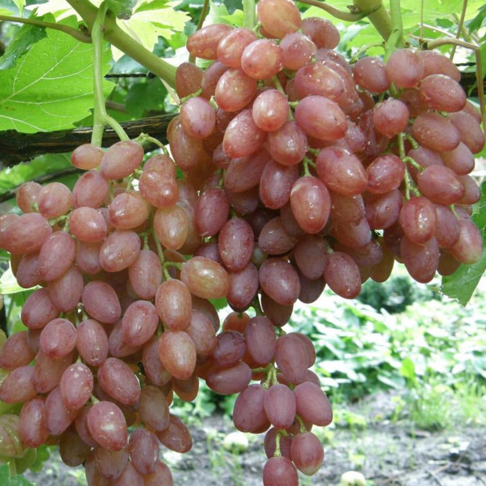 81954905 Виноград плодовый Киш-Миш С2 «Лучистый» h50 Santreyd  - Вид №3