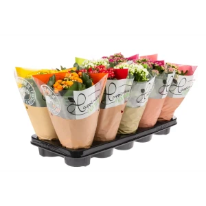 Каланхое Хапинес микс - цветущее комнатное растение в горшке ø12 см 89434681