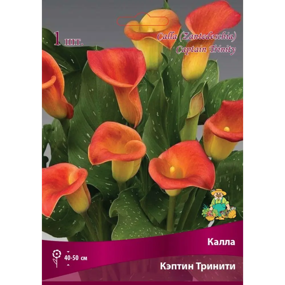Калла Кэптин Тринити луковица 14/16 83598108 STLM-2194103 Santreyd 
