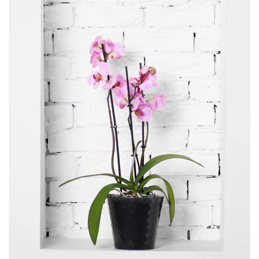 Горшок для цветов Ingreen Manhattan Orchid Ø16 h14.5 см v1.6 л пластик ночная река STLM-2028538 - Вид №6