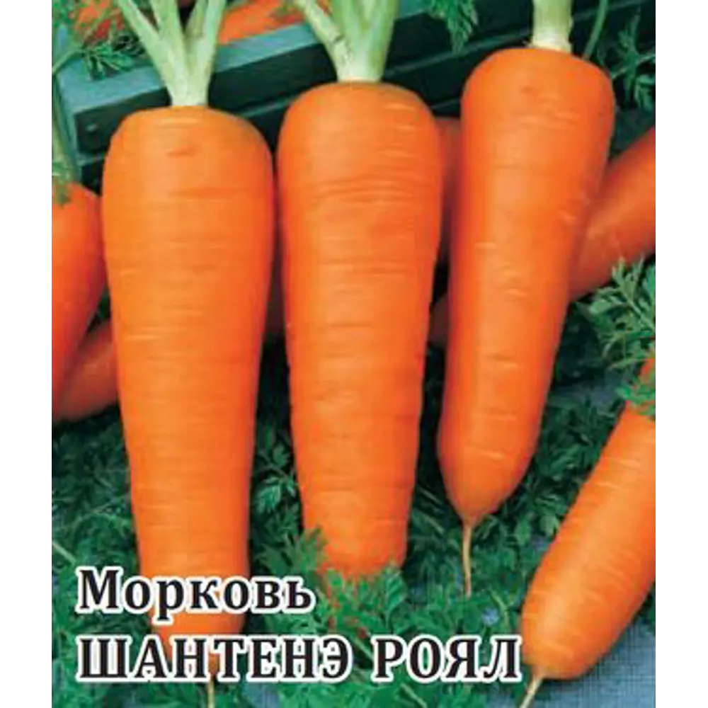 Семена Морковь Шантенэ Роял Гавриш 13902986 STLM-2111071  - Вид №2