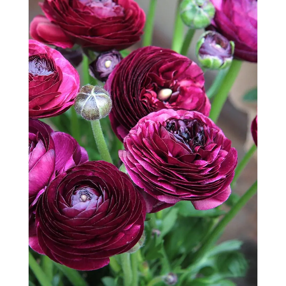 Лютик азиатский Пепл от ПОИСК - фиолетовые полумахровые цветы для сада 89381391 STLM-1564844