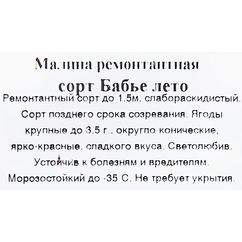 Малина Бабье лето 9x35 см 83539288 STLM-2058847 Santreyd  - Вид №2