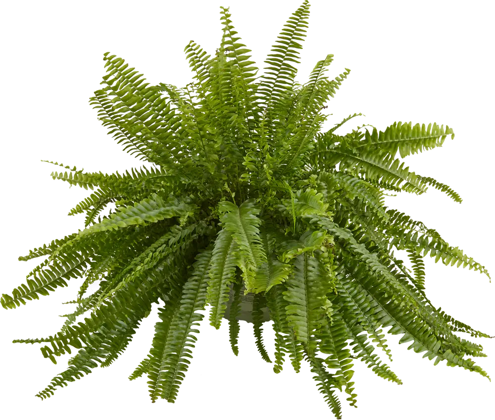 Santreyd Нефролепис Соната — природный очиститель воздуха для интерьера 12500803