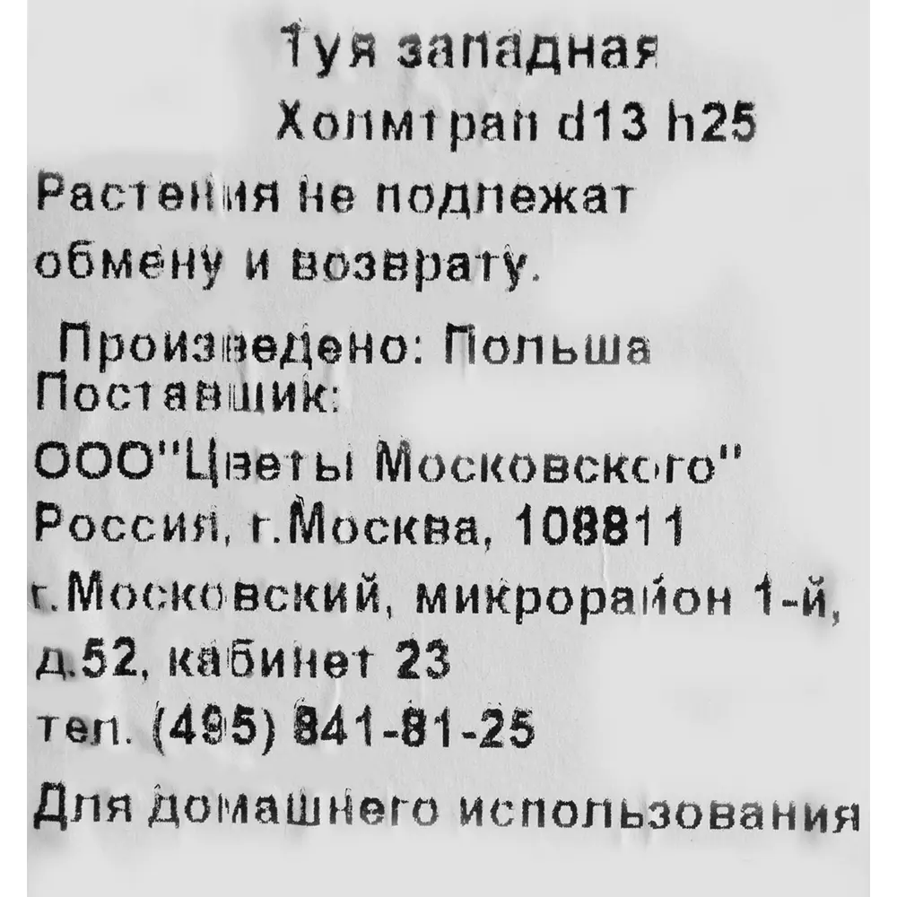 Santreyd Туя западная Холмтрап для живой изгороди 82219062 STLM-0022194 - Вид №1