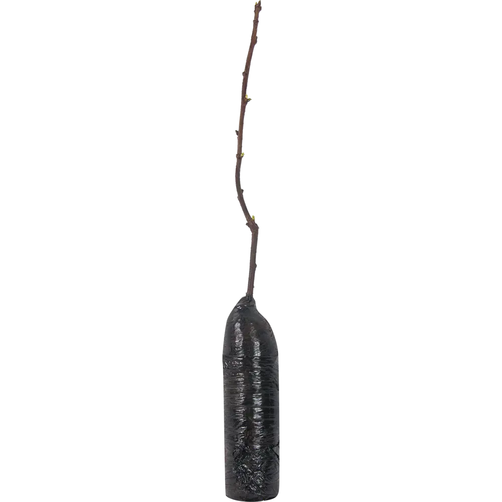Вишня Владимирская в тубе 82539556 STLM-2108789 BOTANIC COLLECTION  - Вид №1