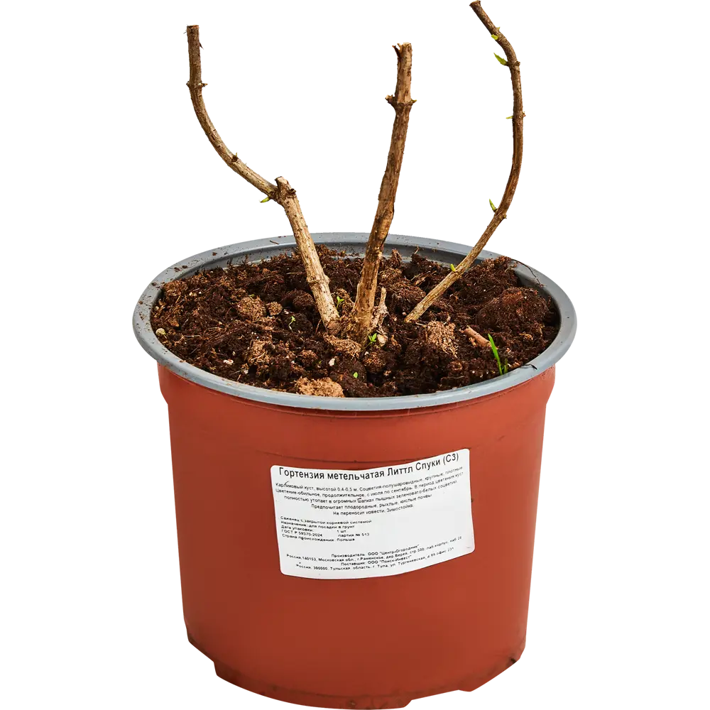 Гортензия метельчатая Литтл Спуки от Santreyd - компактный цветущий кустарник 89369801 STLM-0965005 - Вид №1