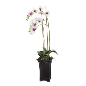 210261,15 ABHIKA DECO ORCHID PHALENO в горшке WHITE/PINK