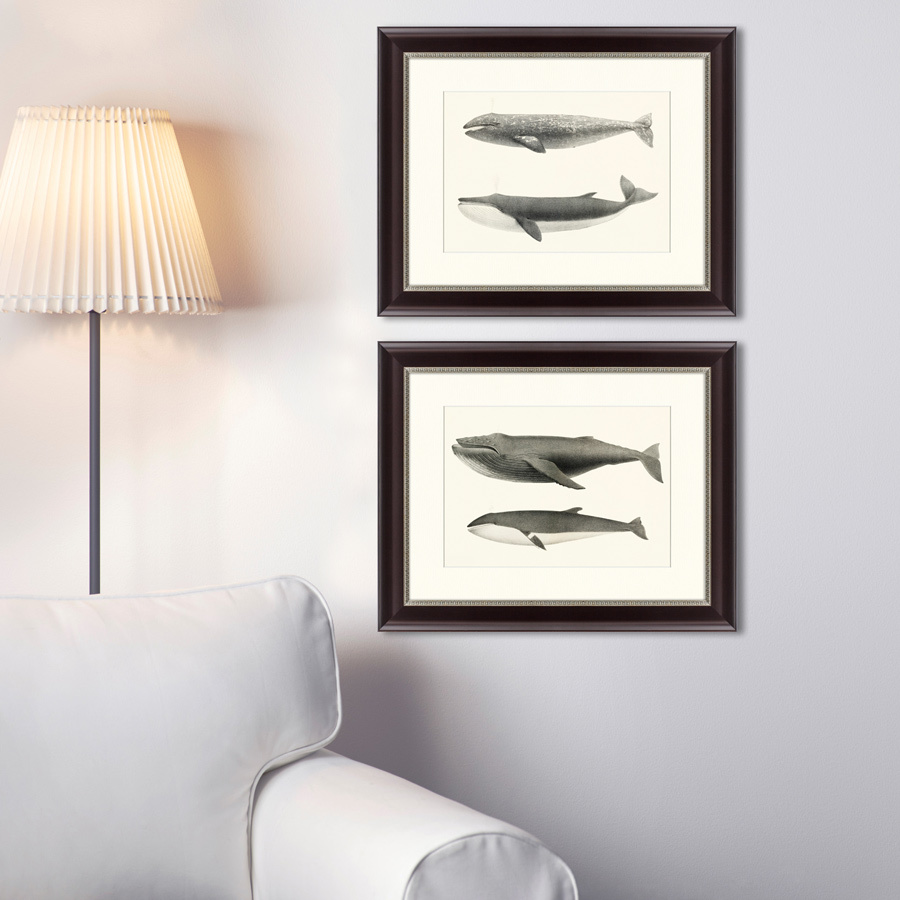 Литография на тонированной бумаге 42х52 см "The California Gray Whale (Rhachieanectes claucus), 1857 КАРТИНЫ В КВАРТИРУ  191743 Белый;коричневый;разноцветный  - Вид №2