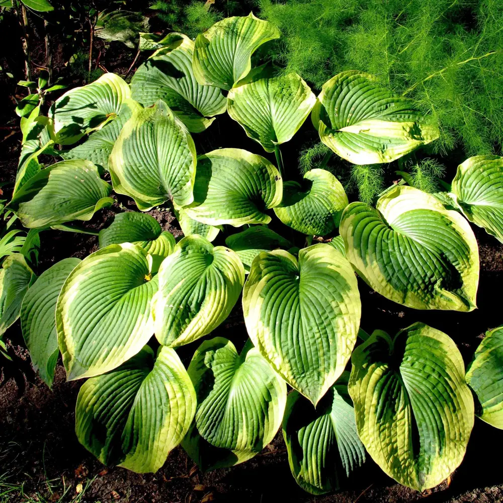 Хоста гибридная С2 «Франс» h15 81954861 STLM-2071114 Santreyd  - Вид №2