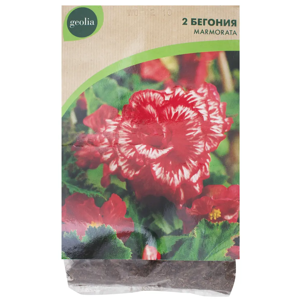Бегония Geolia «Marmorata», 4х5 см STLM-2150312