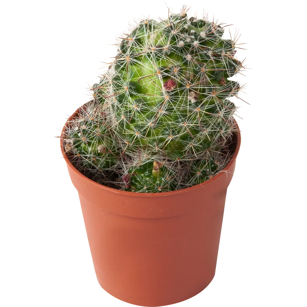 Кактус Маммиллярия 5.5x15 см 82384072 STLM-2186834 Santreyd 