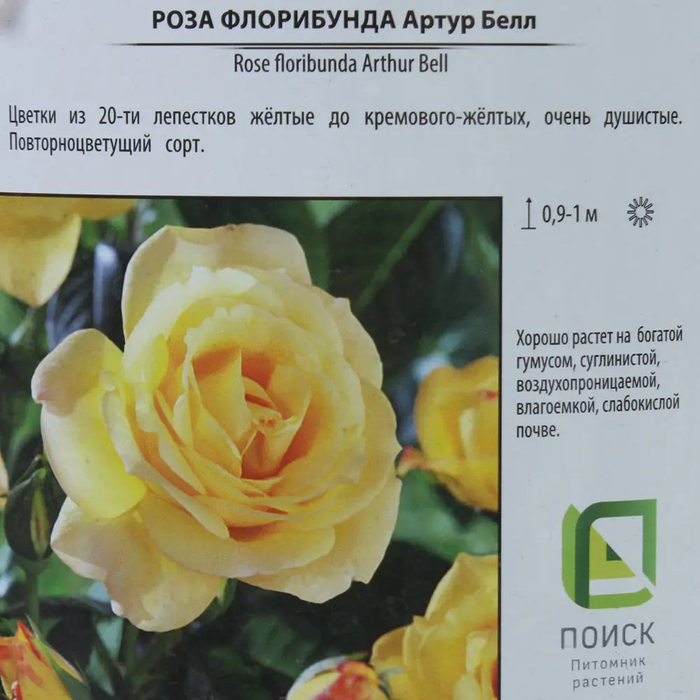 Роза Флорибунда «Артур Белл», контейнер 3.5 л 81968619 STLM-2026975 Santreyd  - Вид №1