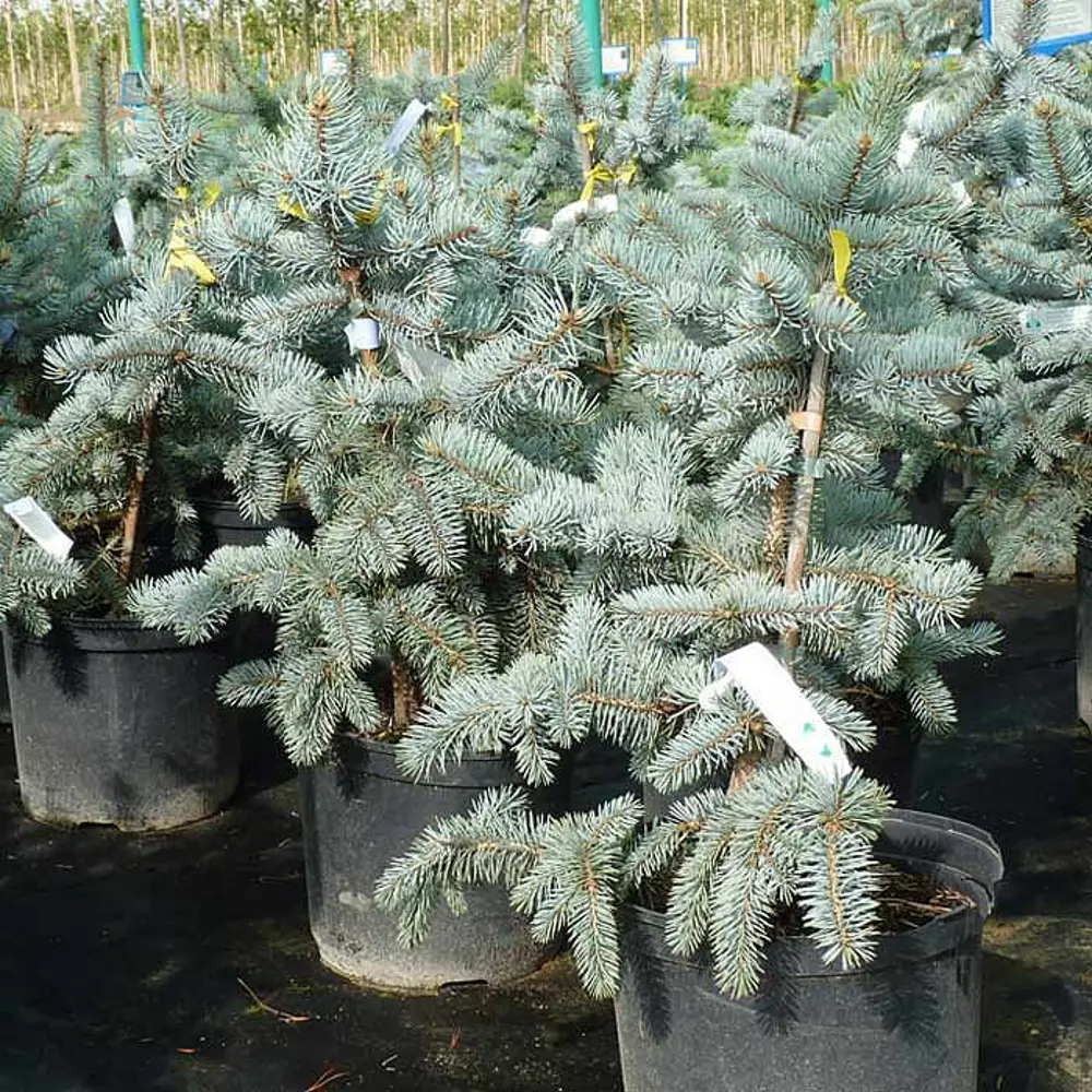 Ель сизая Альберта Глоуб ø15 h40 см PLANTMARKET STLM-2168163