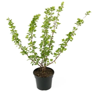 Крыжовник Kursu Dzintars 20-30 см 84841682 STLM-2063619