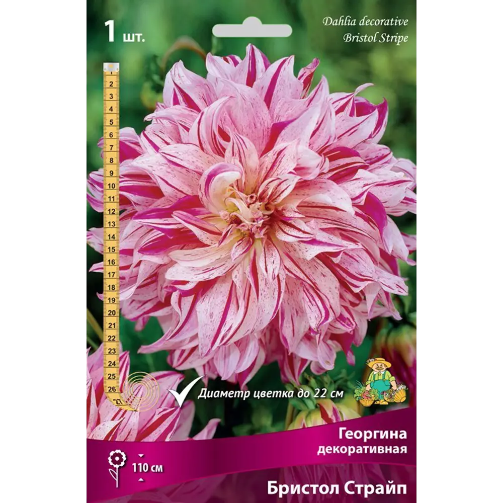 Георгина декоративная Бристол Страйп луковица I 83593754 STLM-2019903 Santreyd 