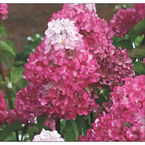 Гортензия метельчатая «Фрайз Мельба», контейнер 3 л 81968676 STLM-2153819