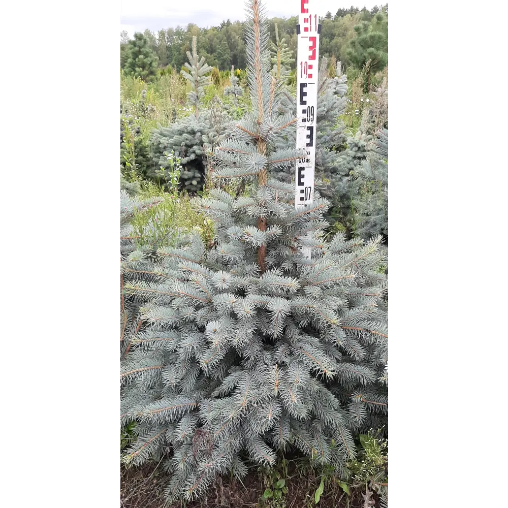 Ель сизая 50x90 см 82550340 STLM-2097404 ГАВРИШ 