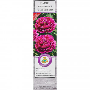 83431655 Пион древовидный Небесный полёт h30 см