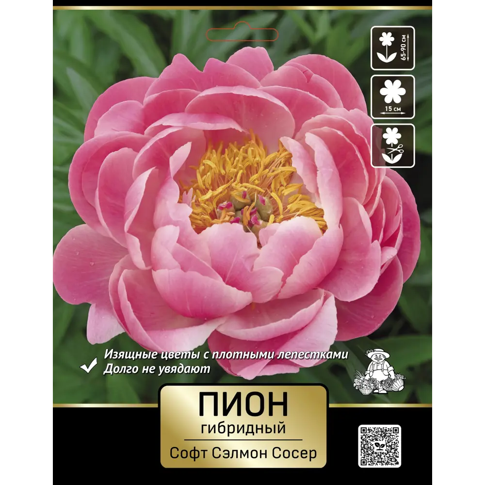 Пион гибридный Софт Салмон Сосер 89452354 STLM-2137619 ПОИСК 