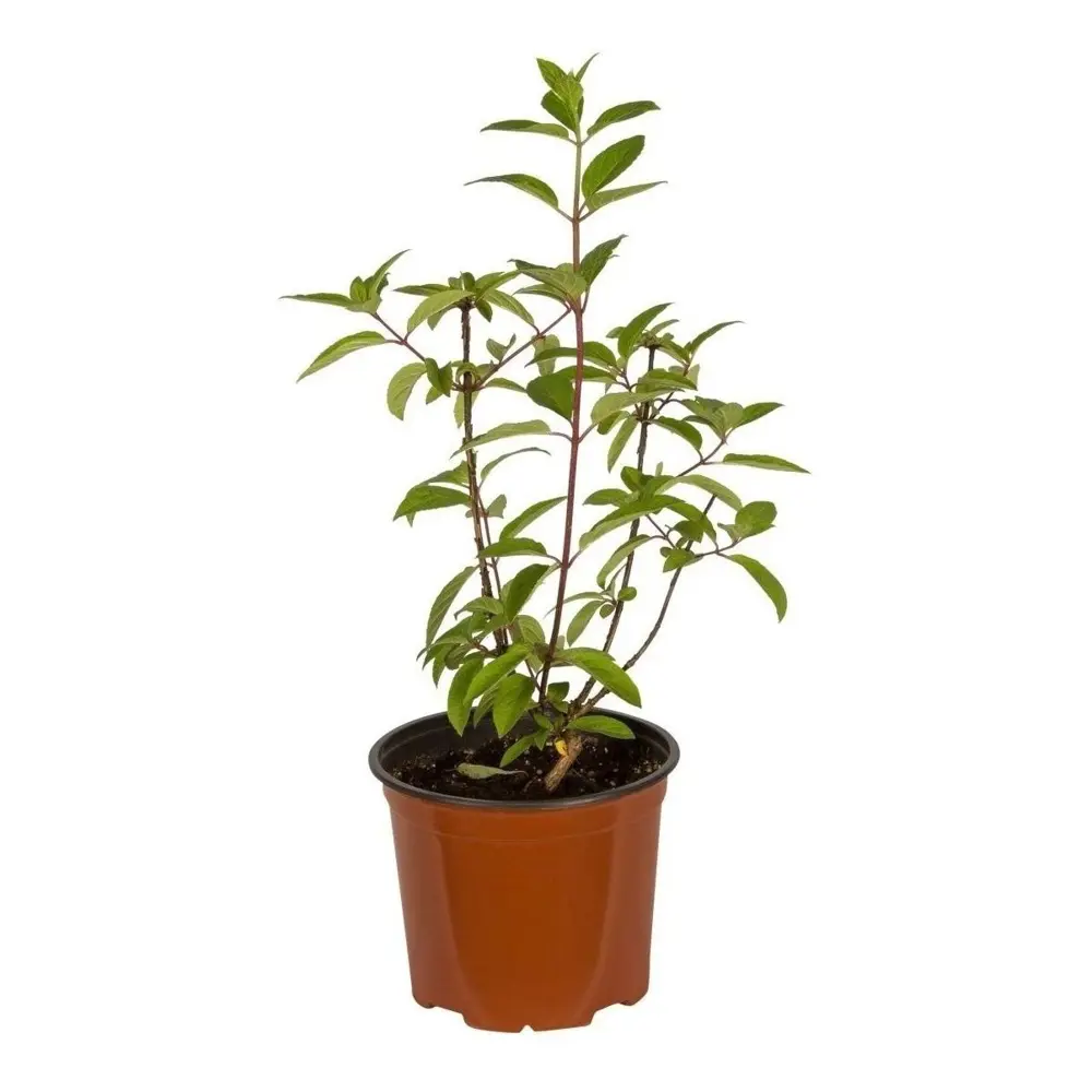 Гортензия метельчатая Конфетти ø22 h30 см 89432300 STLM-2022243 PLANTMARKET  - Вид №1