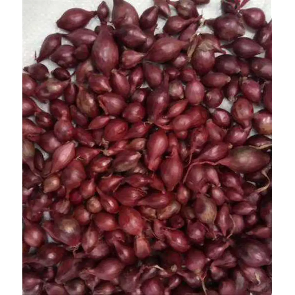 Лук-севок Кармен МС 0.5 кг Santreyd STLM-2201229 - Вид №3