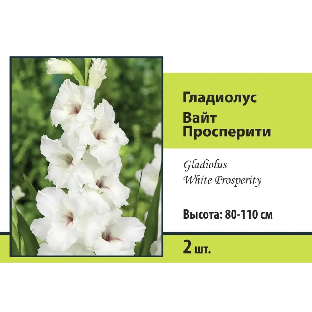 Гладиолус крупноцветковый Блу Берд 2 шт ПОИСК STLM-2117946 - Вид №5