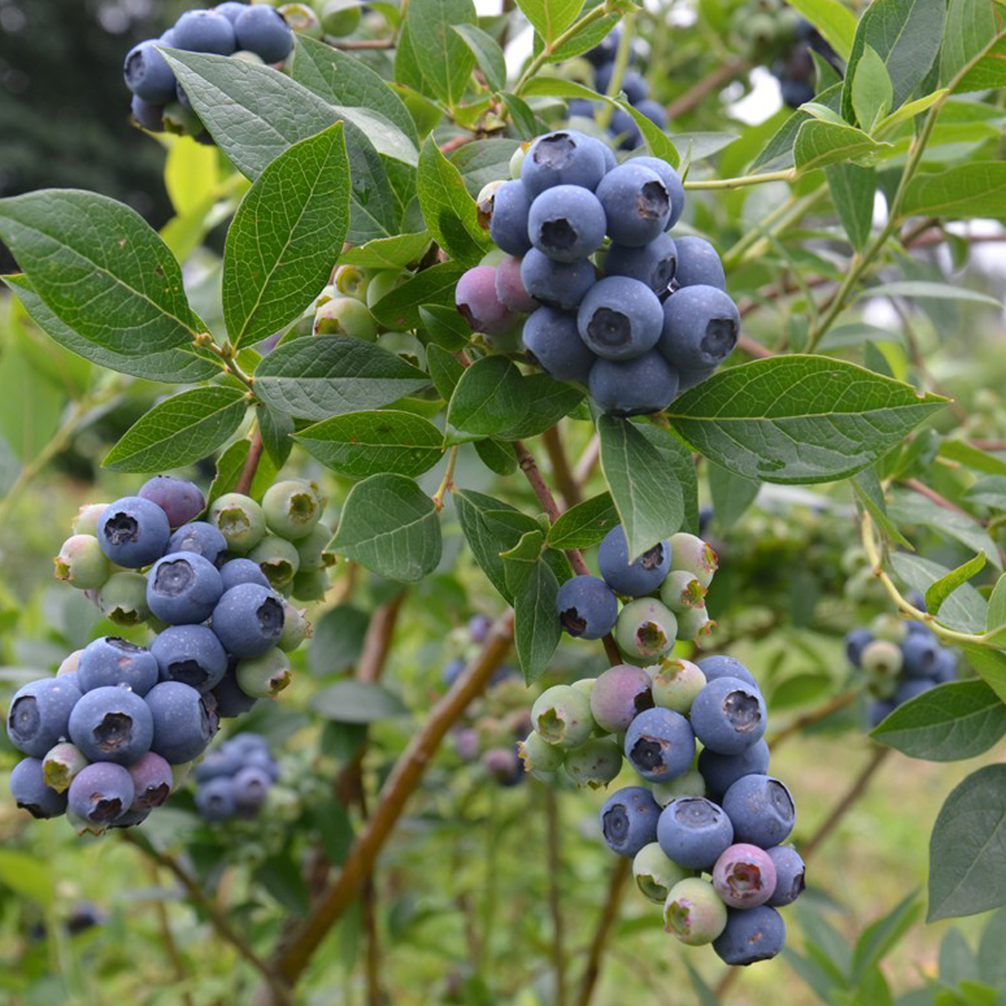 Саженец голубики Спартан Santreyd - морозостойкий сорт с крупными ягодами 82237790 STLM-0022576 - Вид №1