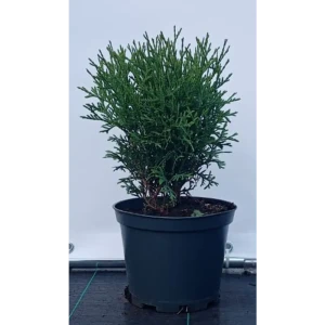 Туя западная Литл Джем ø19 см h40-60 см 85088196 STLM-2056143