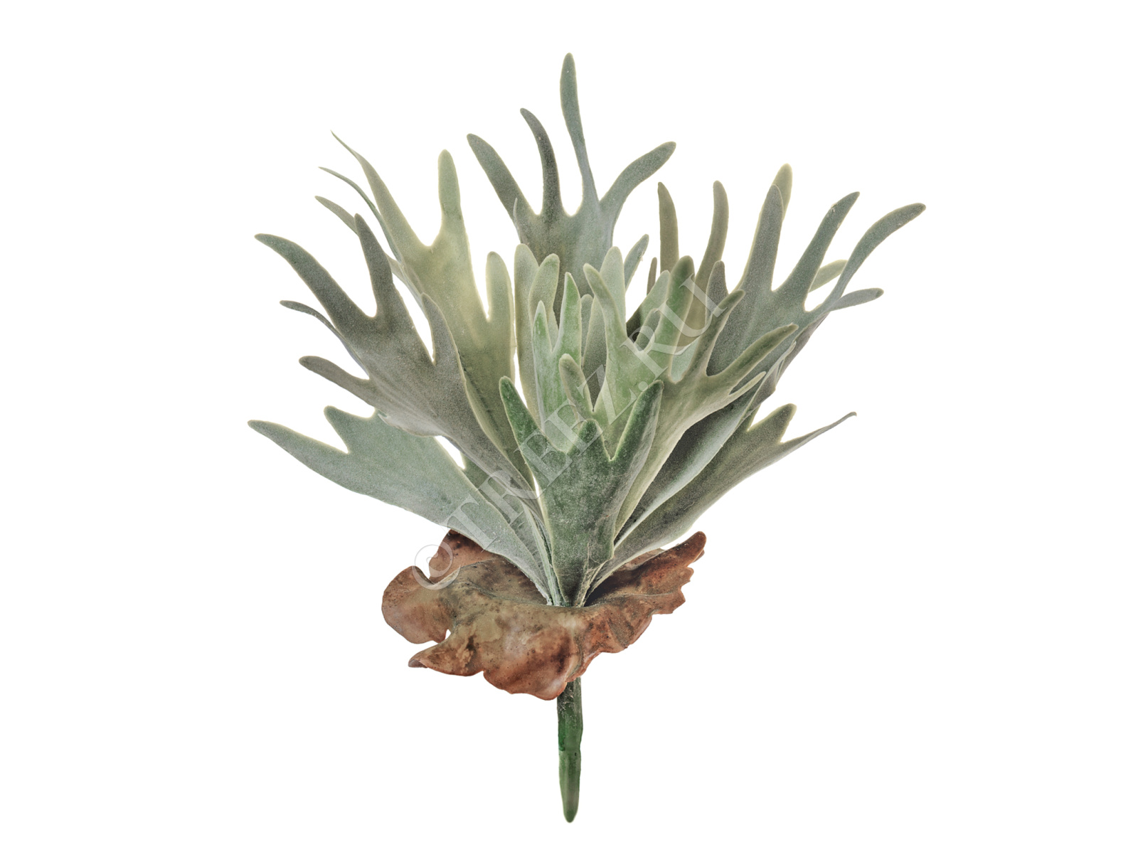 20.071614 Папоротник Стегхорн (Оленьи рога) куст Цветочная коллекция 