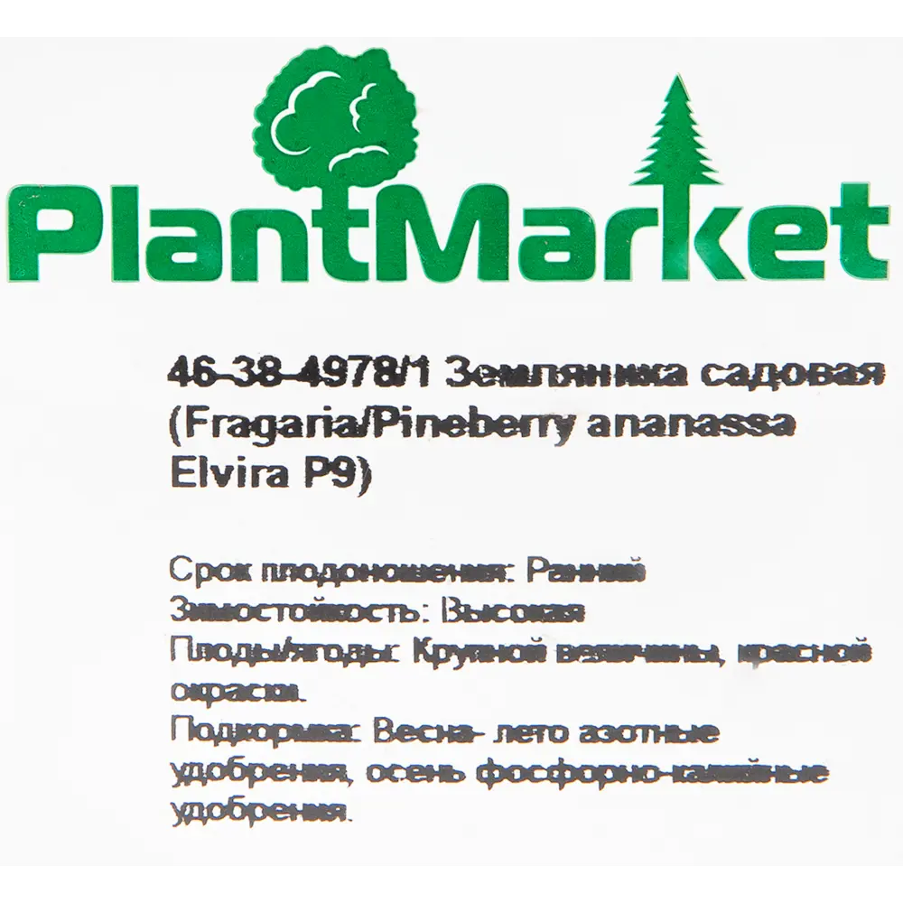 Земляника садовая «Эльвира» 9x15 см PLANTMARKET STLM-2051711 - Вид №1