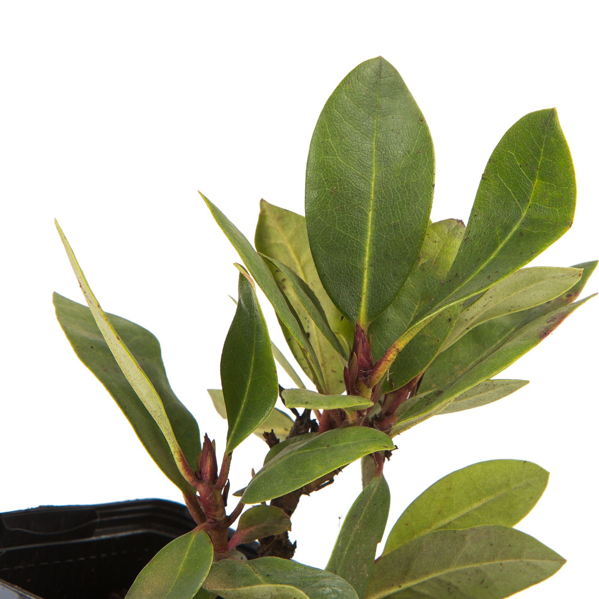 82601870 Рододендрон гибридный «Гадран» 9x20 см Santreyd  - Вид №3