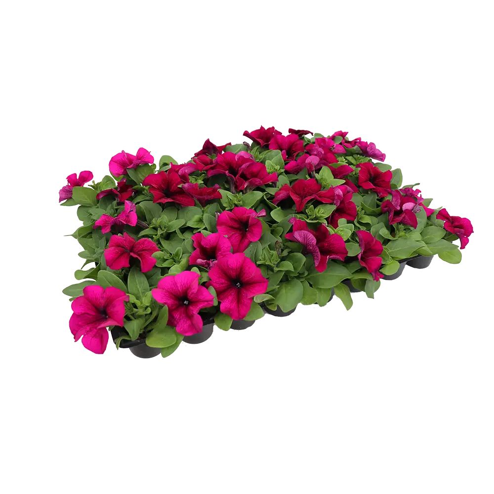 Петуния Грандифлора 40 шт 82253945 STLM-2127375 Santreyd 