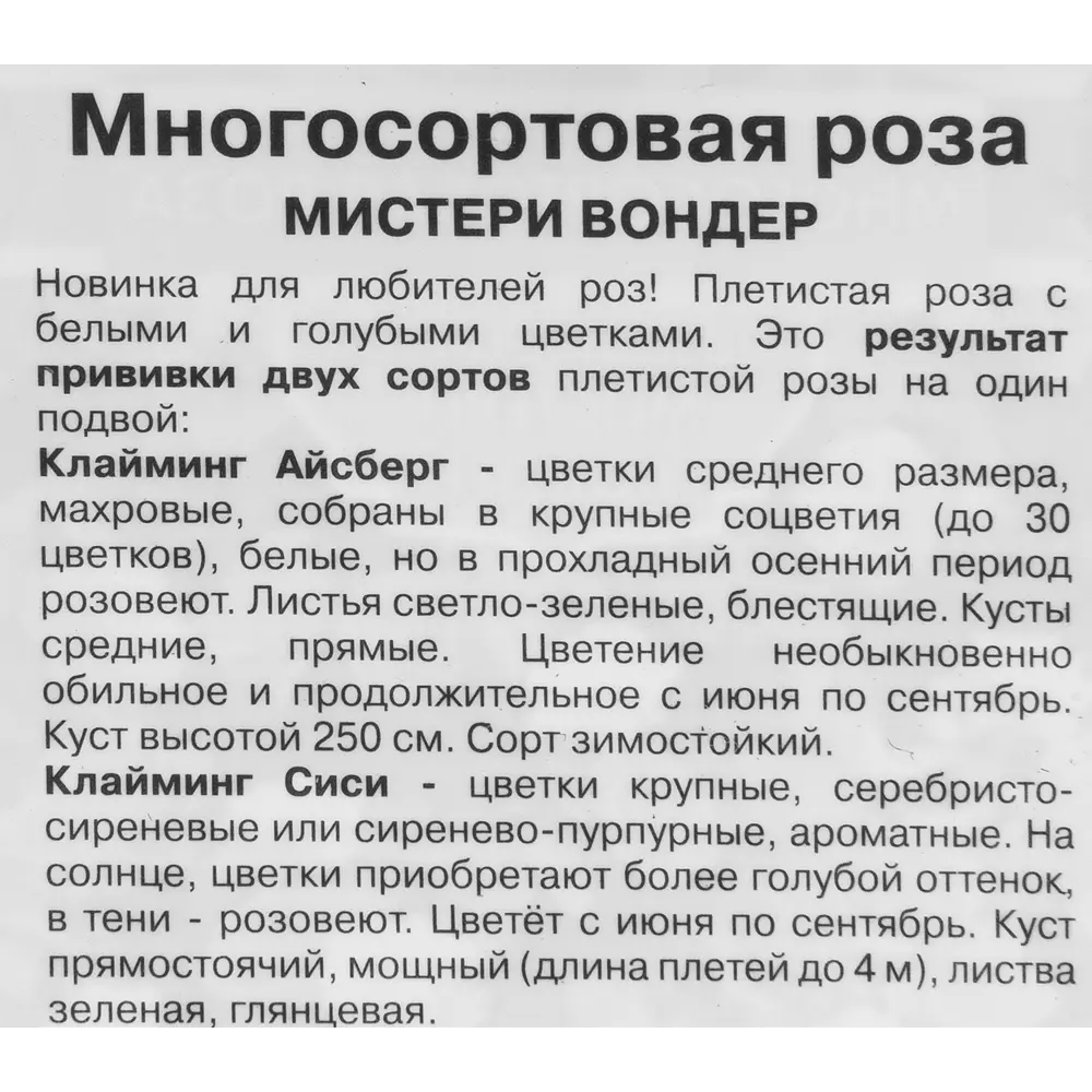 Роза плетистая Мистер вондер h37 см 83786651 STLM-2094849 Santreyd  - Вид №1