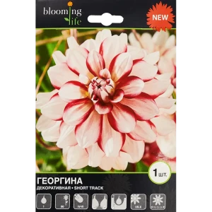 Георгина декоративная Шорт Трек 1 шт. 83628449 STLM-2188364