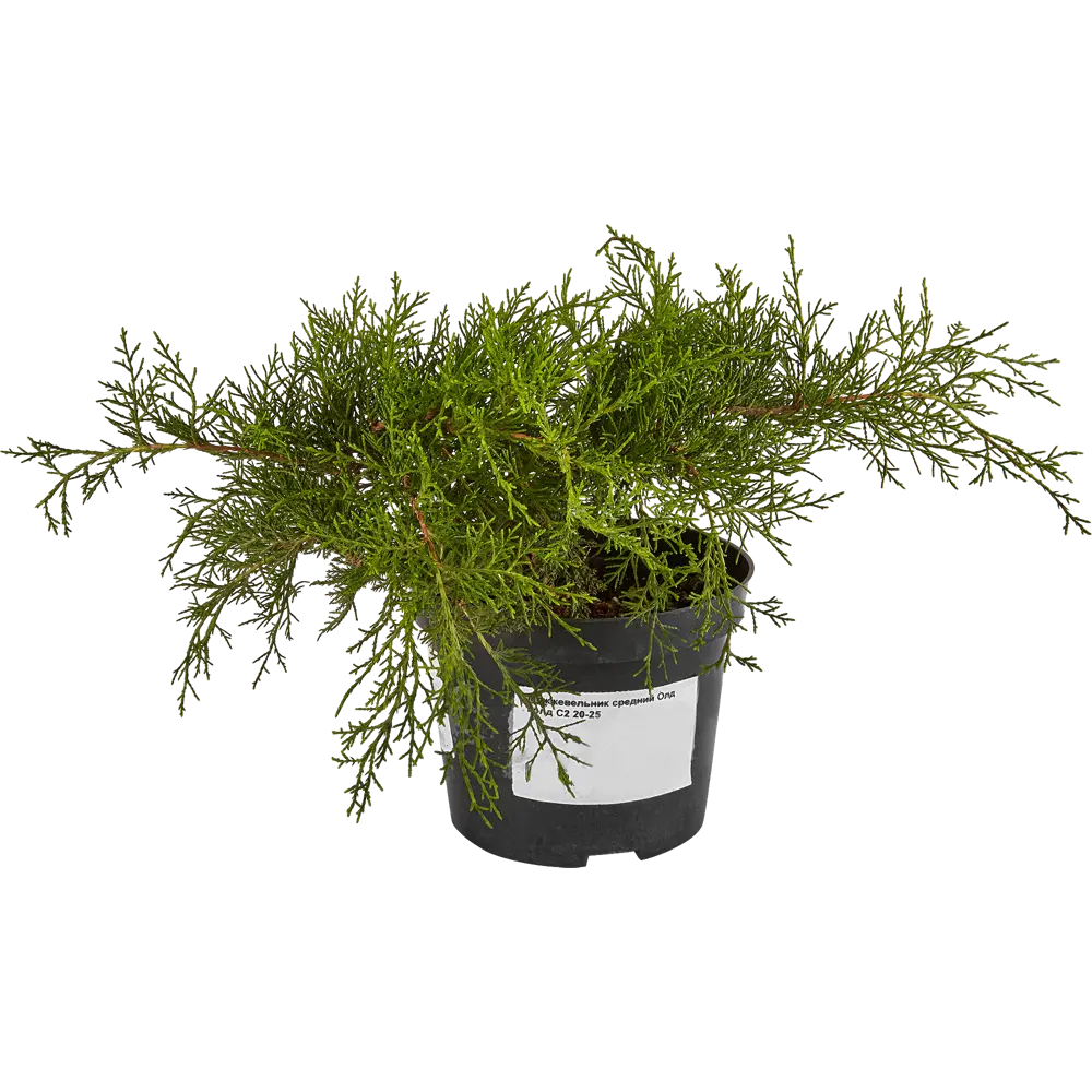 Santreyd Можжевельник Олд Голд - золотистый акцент для сада 81969339 STLM-0965407