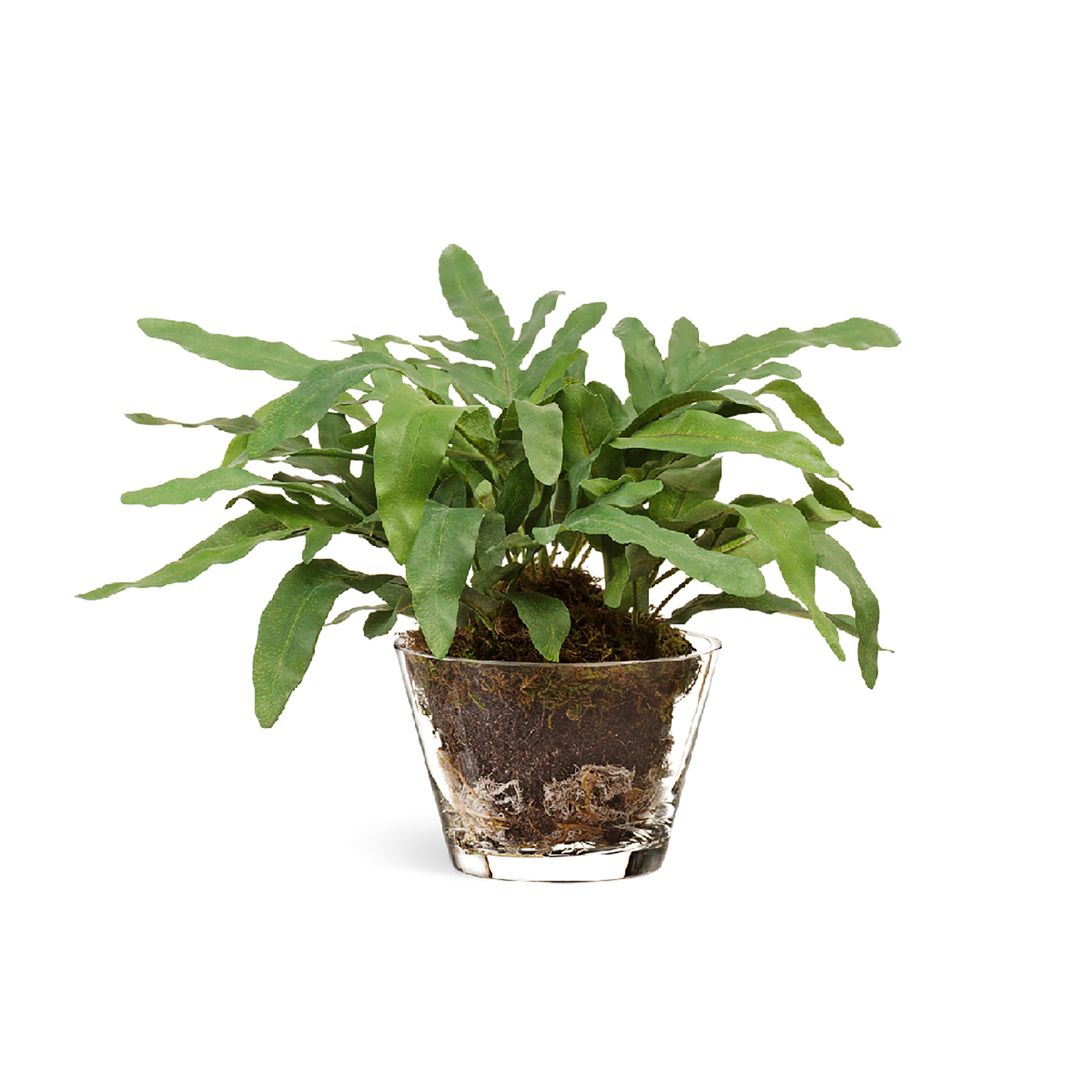 2000983229540 Композиция Rabbit Foot COSMO RED 