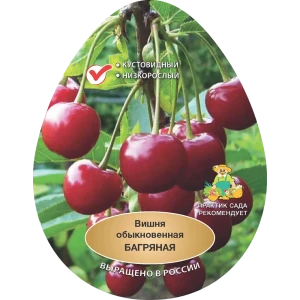 Вишня обыкновенная Багряная h200 см Поиск Инвест 84399285 STLM-2039351