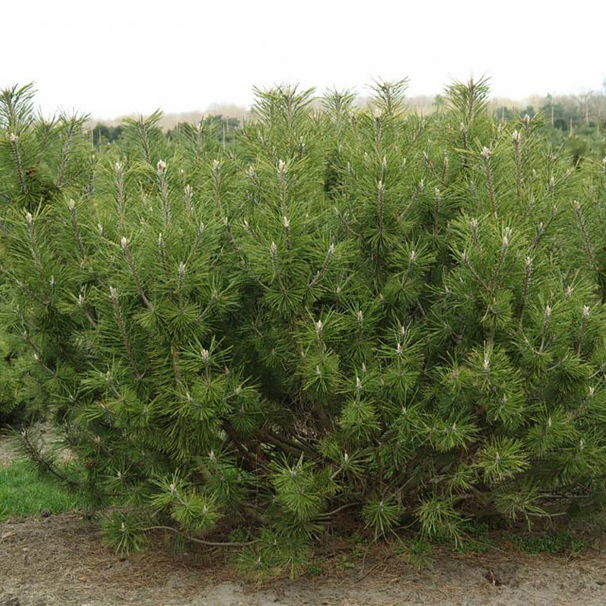 15944573 Сосна Мугус горная, 30-40х23 см, Германия Santreyd 