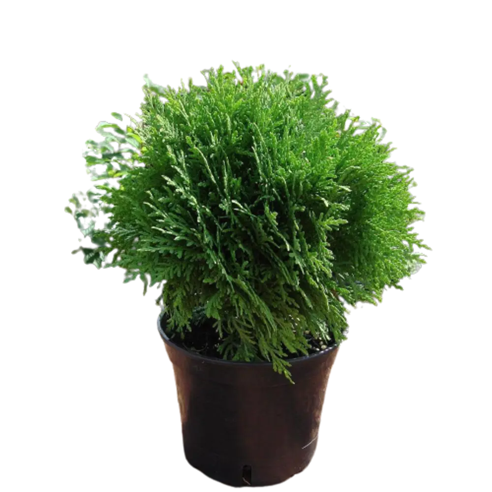 Туя западная Глобоза ø40 h160 см 84832889 STLM-2056427 PLANTMARKET 