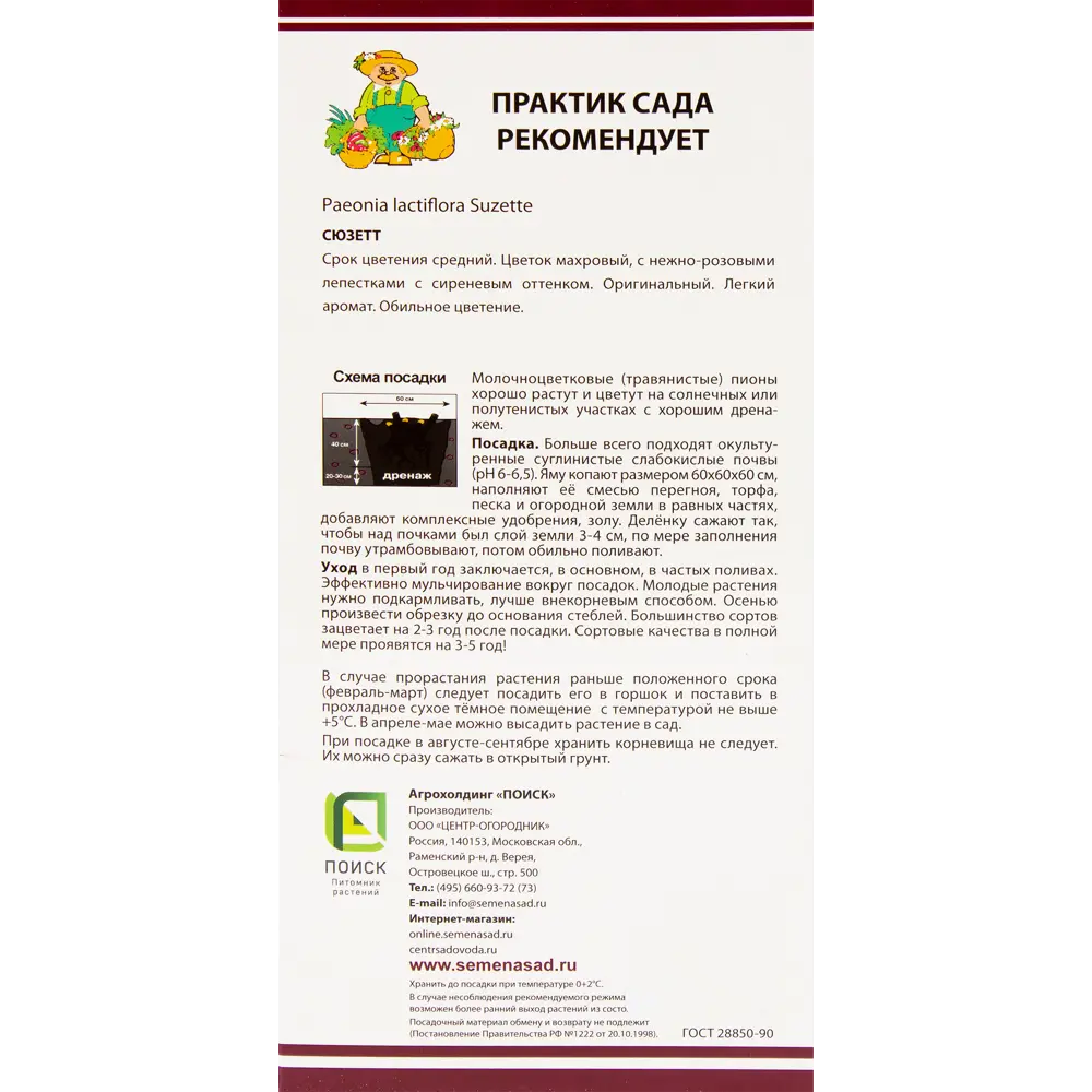 Пион молочноцветковый «Сюзетт», размер луковицы I 82319611 STLM-2092191 Santreyd  - Вид №2