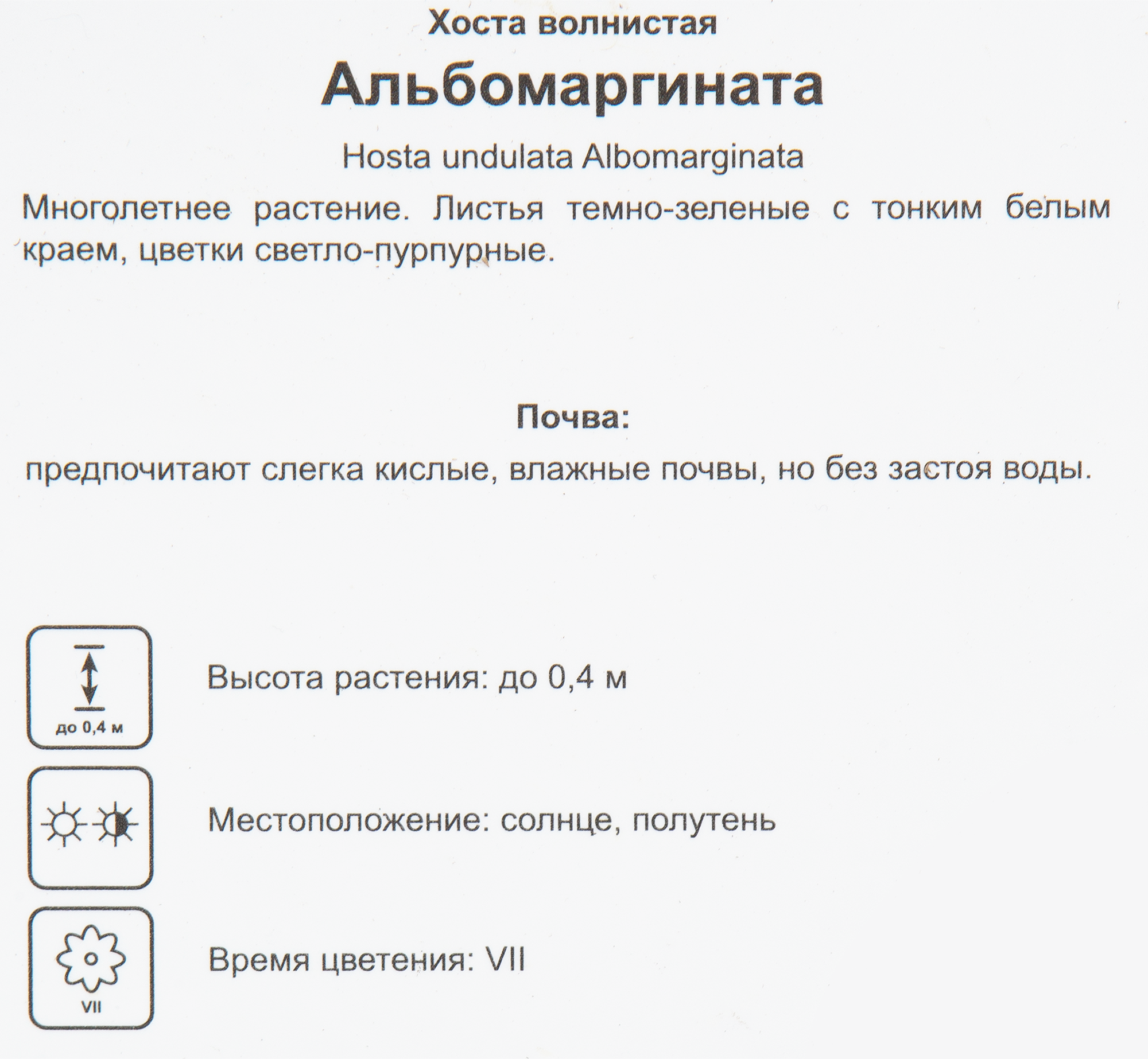 Хоста волнистая Альбомаргината Santreyd - саженец с бело-зелеными листьями 82219569 STLM-0022223 - Вид №1