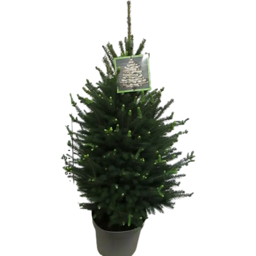 Ель Глаука Коника Грин 28x90 см 83495097 STLM-2180392 Santreyd 