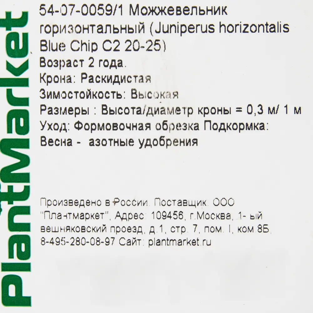 Можжевельник горизонтальный «Блю Чип» С2, 20-25 см 81969334 STLM-2204586 PLANTMARKET  - Вид №1